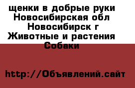 щенки в добрые руки - Новосибирская обл., Новосибирск г. Животные и растения » Собаки   